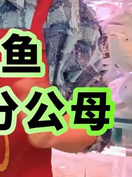 孔雀鱼怎么区分公母！
