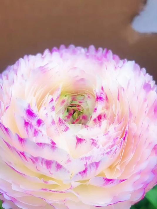 芹菜叶牡丹真的很漂亮!开花真的很迷人!
