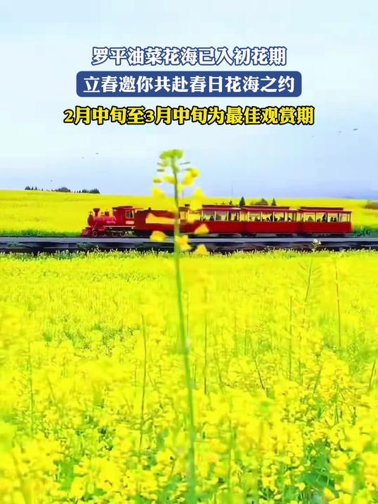 罗平油菜花海已入初花期,立春邀你共赴春日花海之约