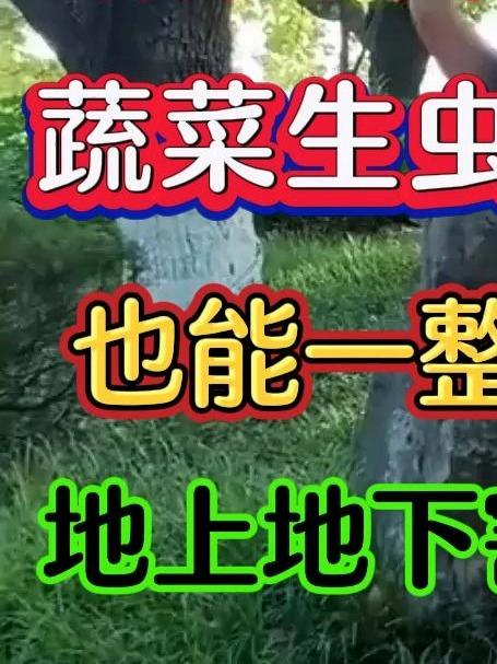 蔬菜生菜不打药也能整季干干净净地上地下害虫全灭光