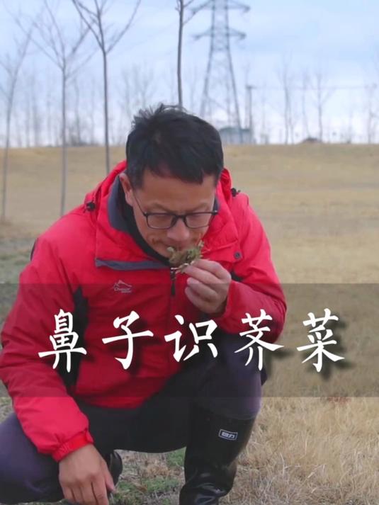 辨别荠菜方法 辨别荠菜教程,闻味道辨别荠菜,挖野菜教程 三农
