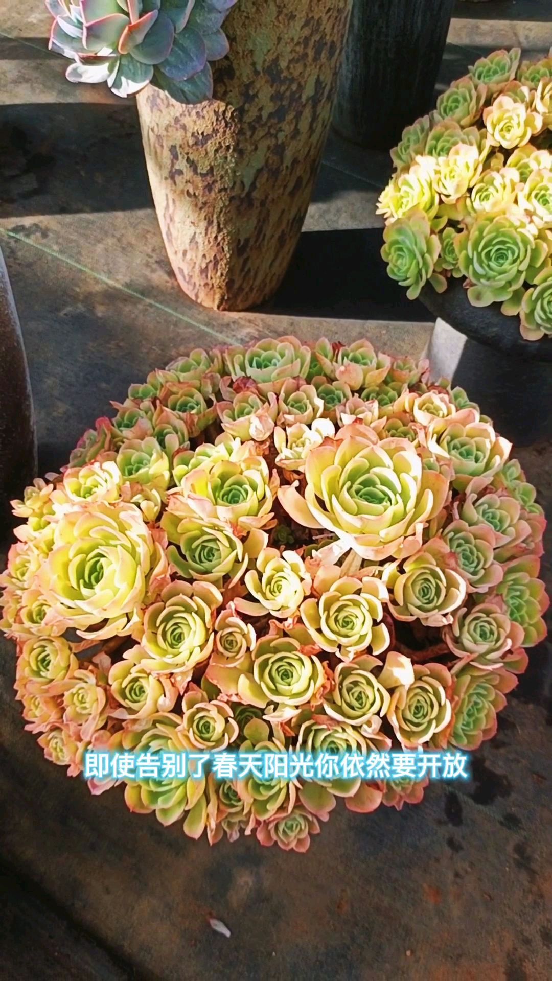 黄玫瑰的花语是幸运,那么柠檬玫瑰的花语应该是什么呢,您知道吗?嗯哼