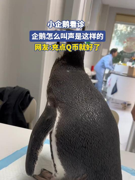 小企鹅看诊,企鹅怎么叫声是这样的