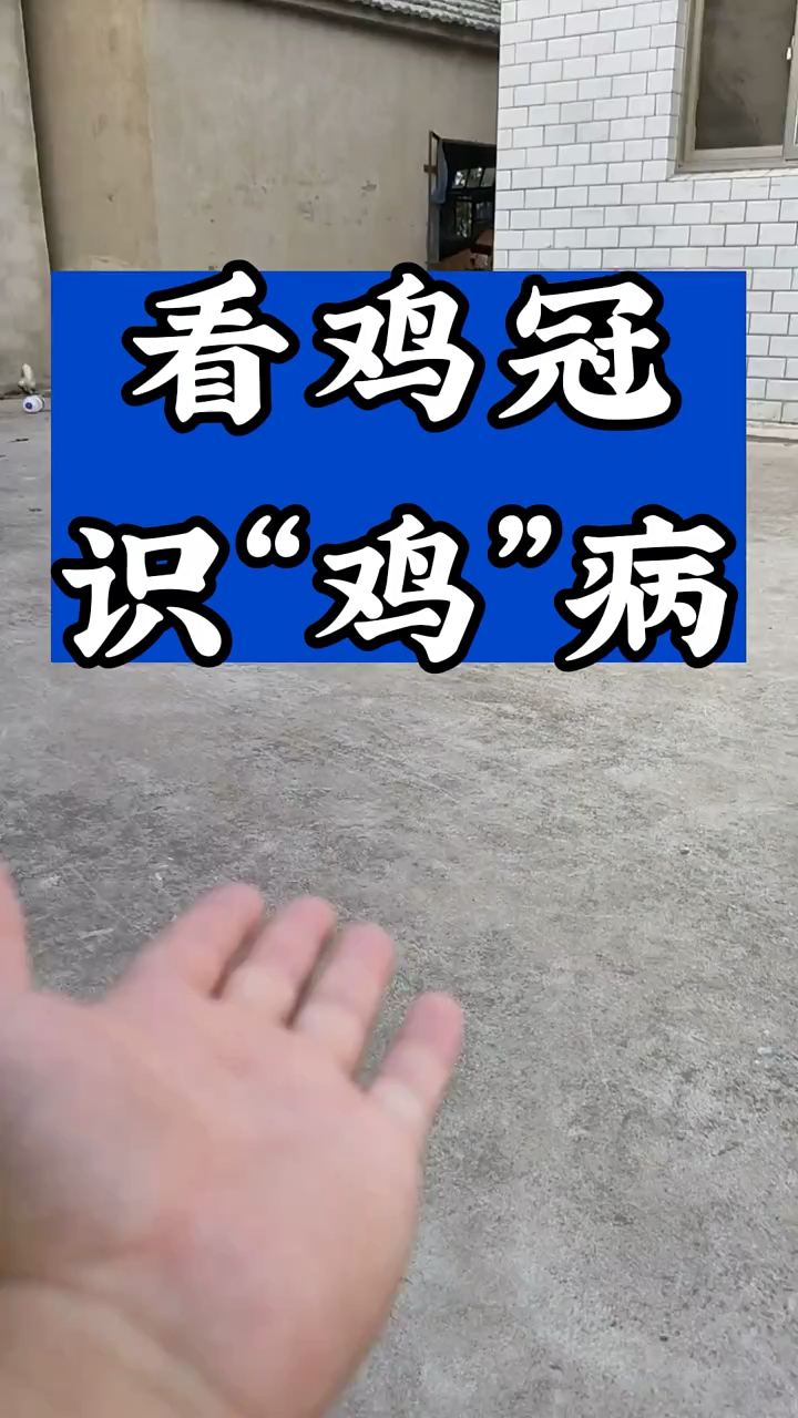你知道怎么看鸡的鸡冠识别鸡病吗