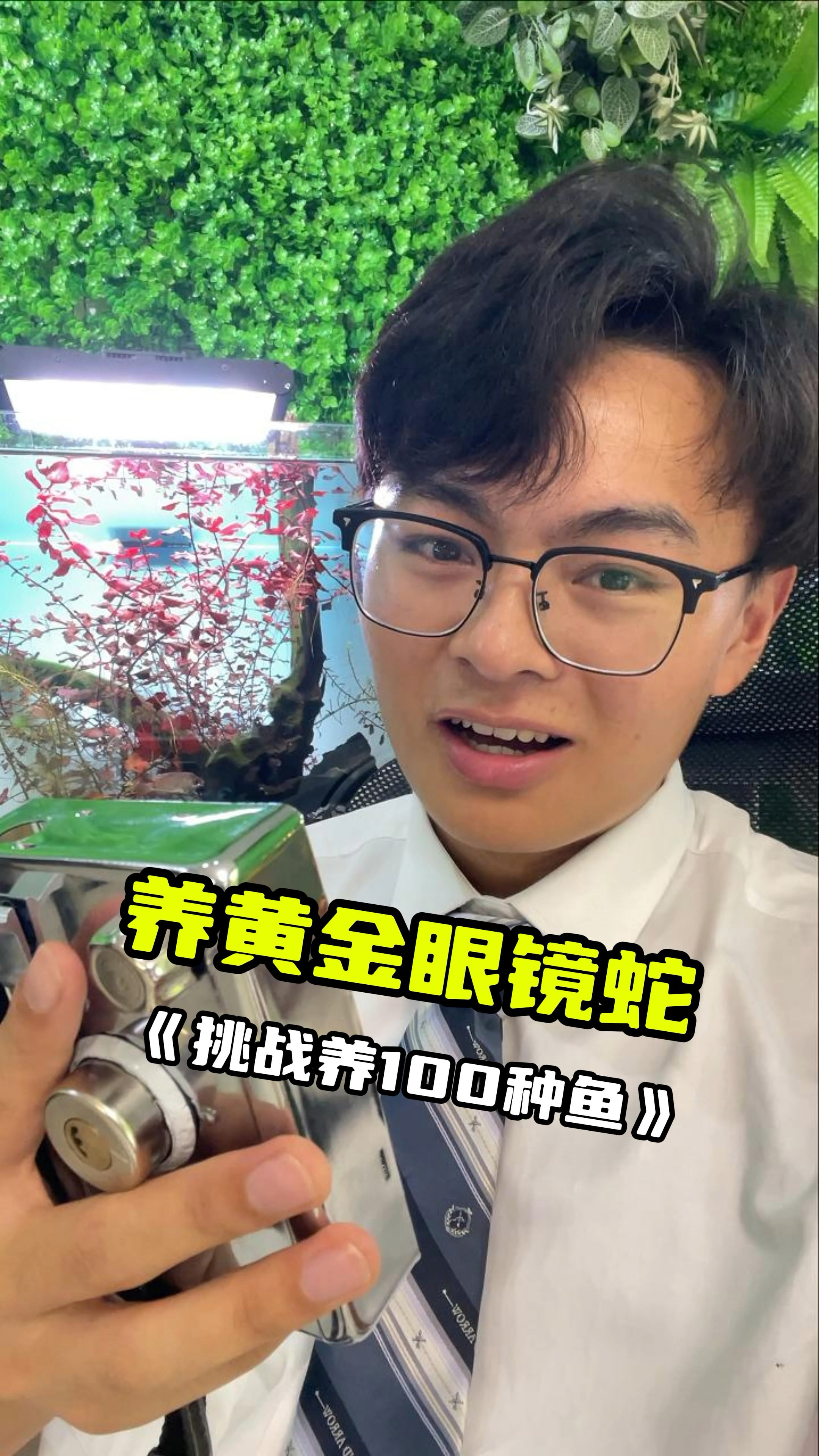挑战养100种鱼,这次养黄金眼镜蛇雷龙鱼