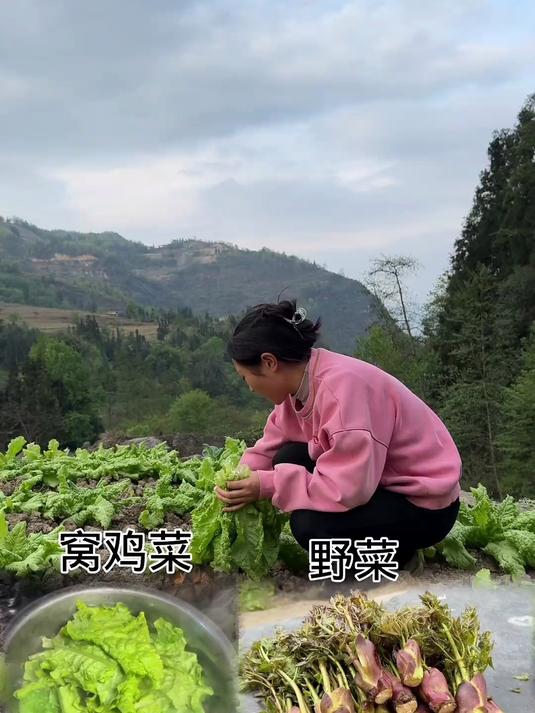 今天吃窝鸡菜和野菜