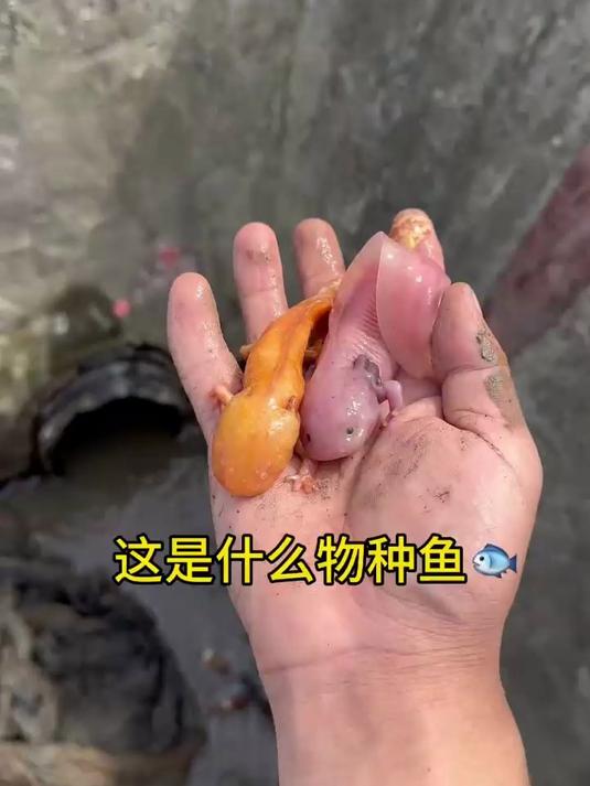 大家有见过这种鱼吗