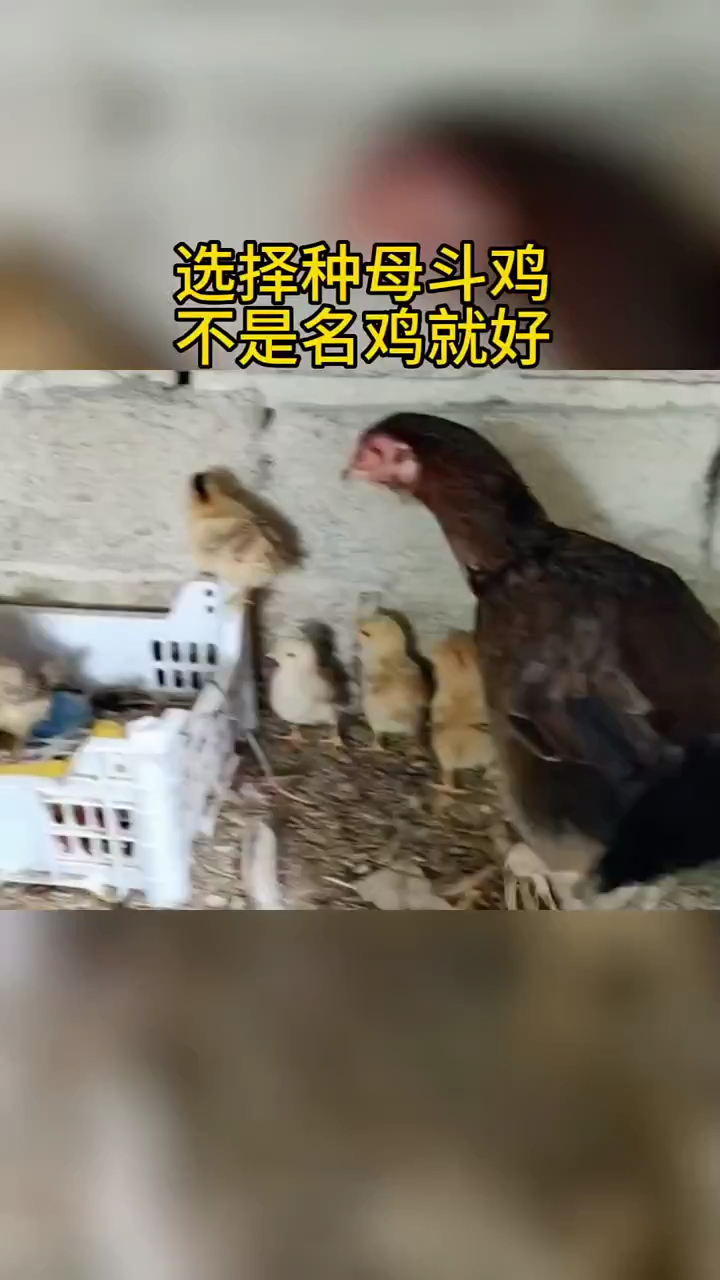 选择种母斗鸡不是名鸡就好
