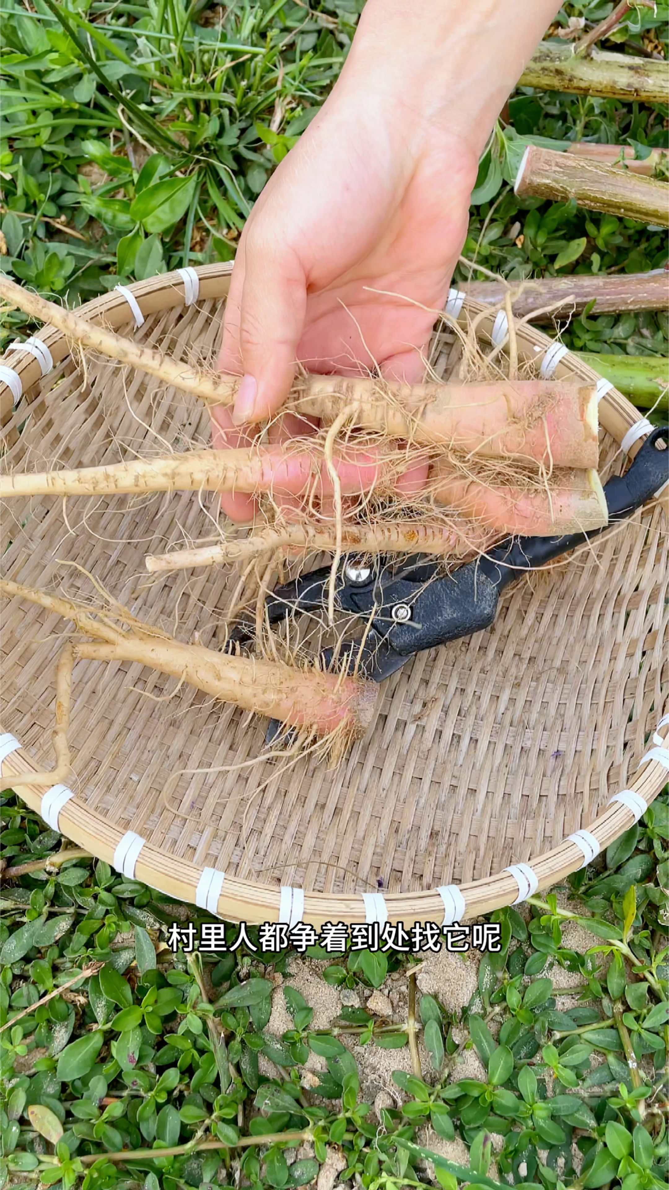 被称为“土人参”的刺苋菜根
