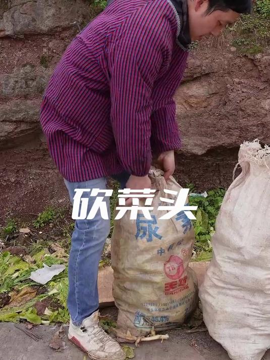 砍榨菜