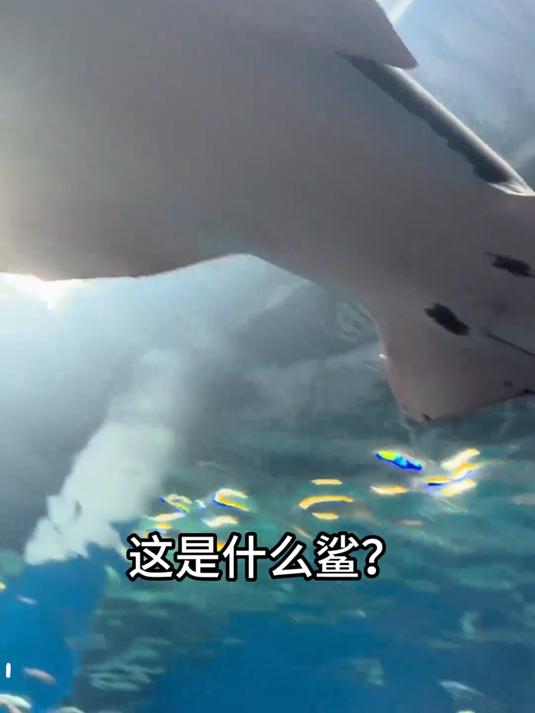 这些鲨鱼叫什么，你见过几个？#鲨鱼##科普#