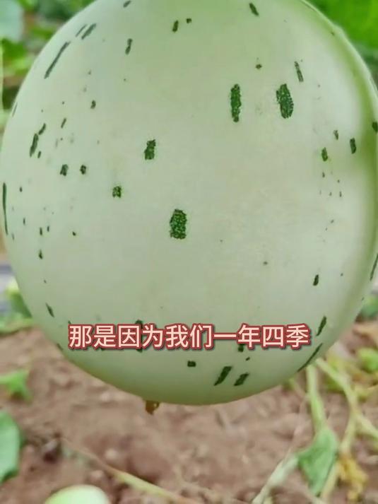 精选蜜露流星甜瓜,皮薄易剥,清甜爆汁爽口,赶紧来尝鲜