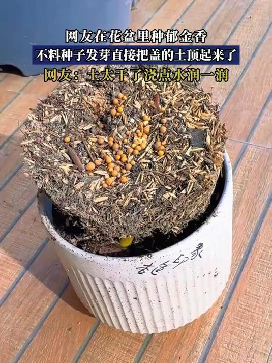 网友在花盆里种郁金香,不料种子发芽直接把盖的土顶起来了