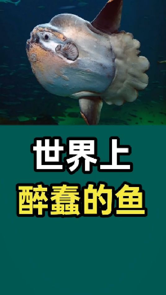世界上最蠢的鱼,你知道吗?