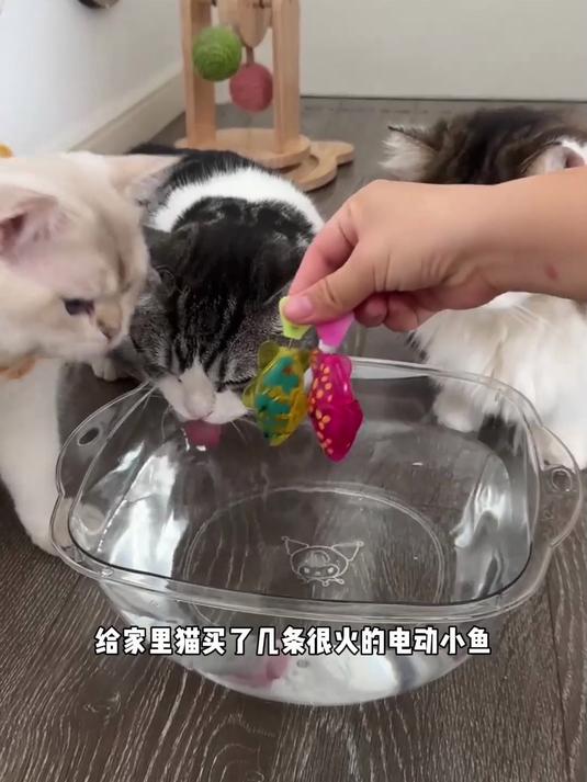 智能小萌鱼，游动灵活超聪明，孩子好崇拜！