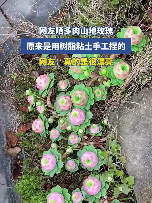 网友晒多肉山地玫瑰,原来是用树脂粘土手工捏的,网友:真的是很漂亮