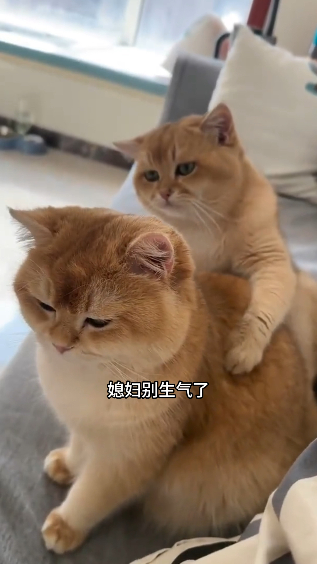 东北话搞笑配音:有这大胖媳妇,是我的福气