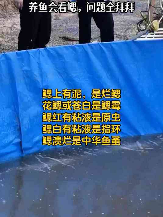 养鱼会看鳃,问题全拜拜!