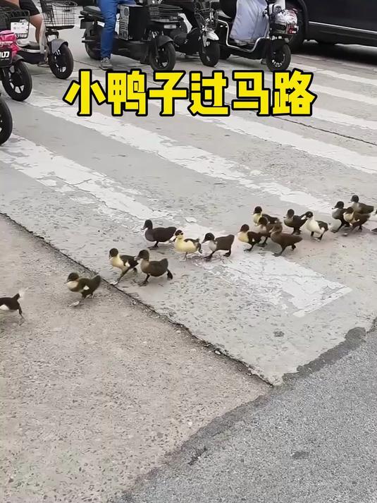 一群小鸭子跟着小哥,井然有序地过马路
