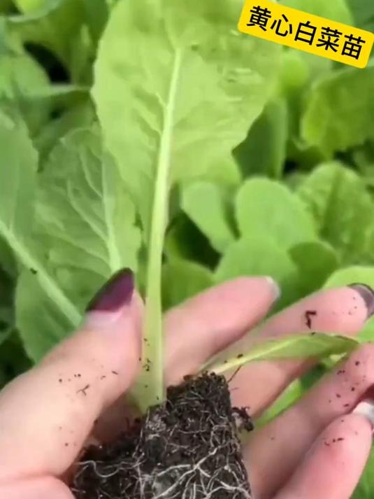 黄心白菜苗:营养满分,口感独特的超级蔬菜