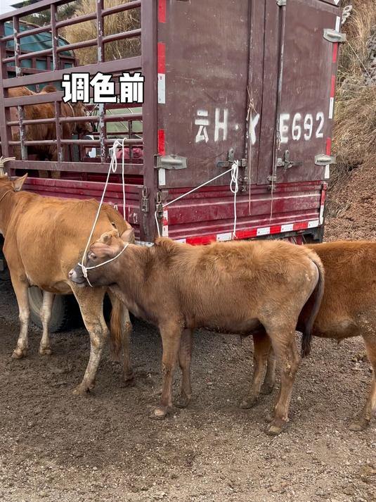 简单易懂调色教程 #调色教程# #云南# #牛汤锅#   