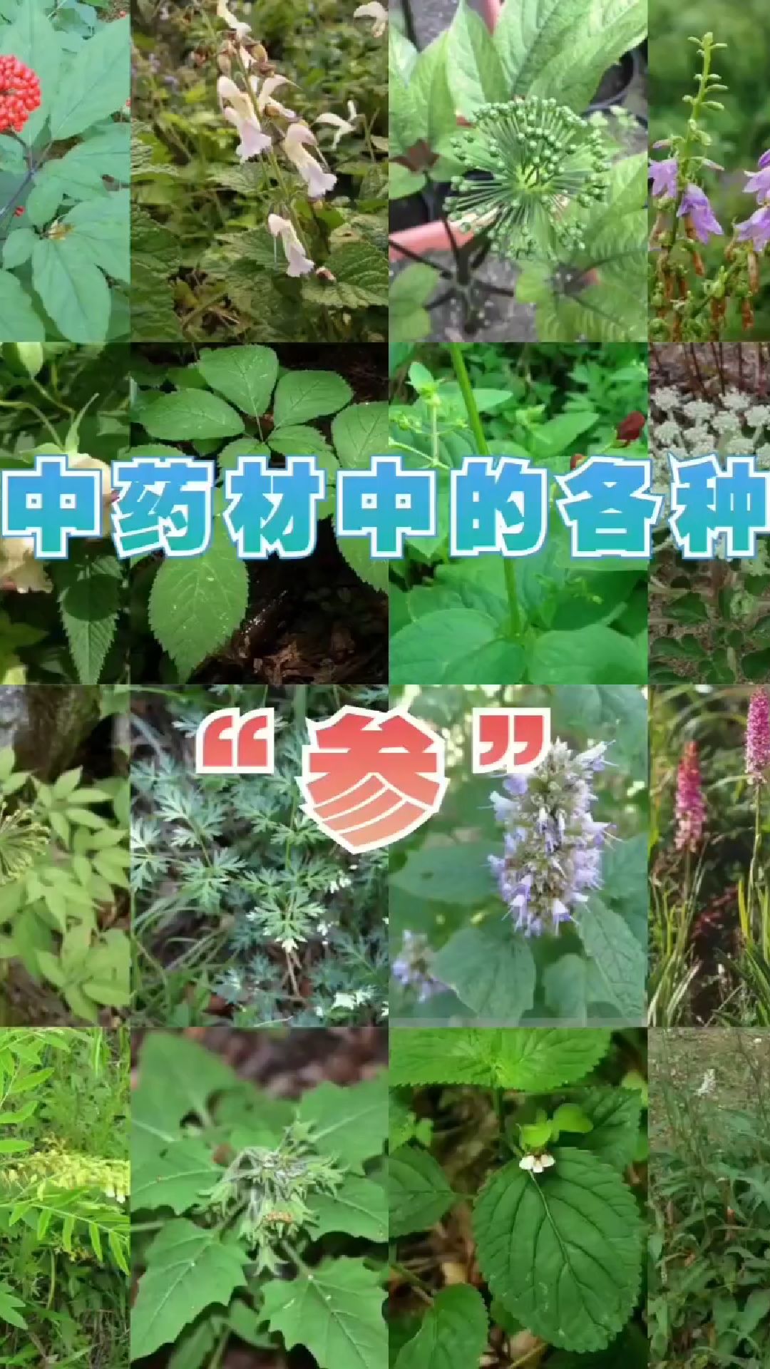 中药材中的各种参,你都认识几种