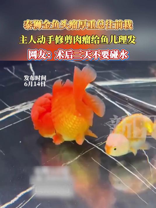 泰狮金鱼头瘤厚重总往前栽,主人动手修剪肉瘤给鱼儿理发,网友：术后三天不要碰水