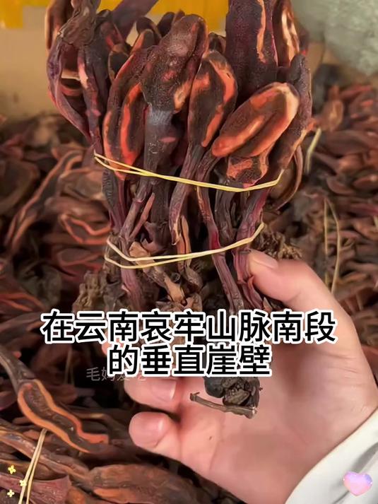 回春草煲汤料强筋骨腰膝酸软家庭养生营养汤食材