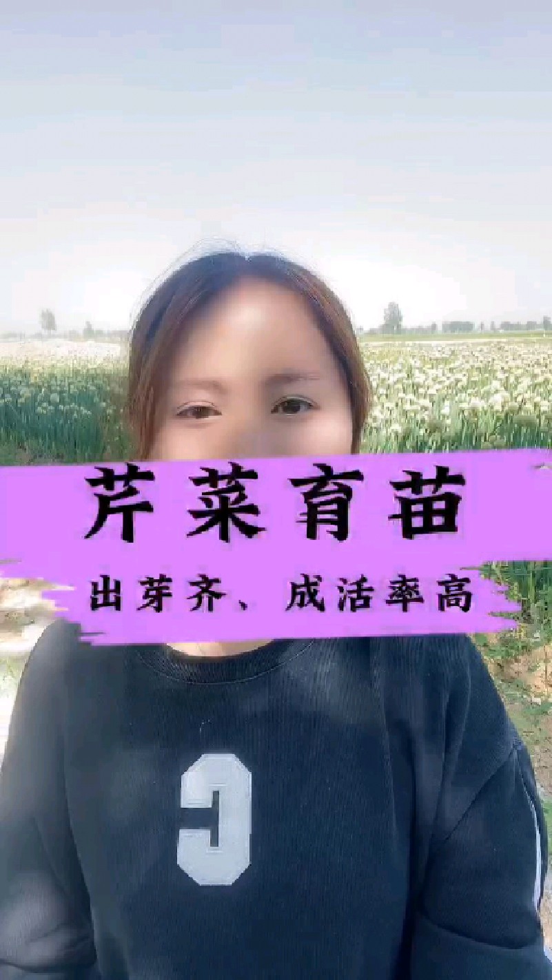 芹菜育苗出芽齐、成活率高