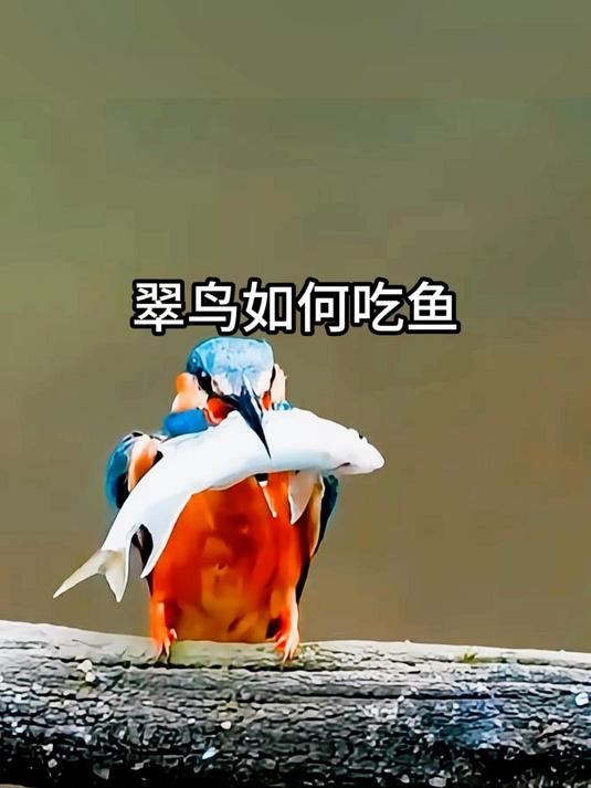 翠鸟如何吃鱼