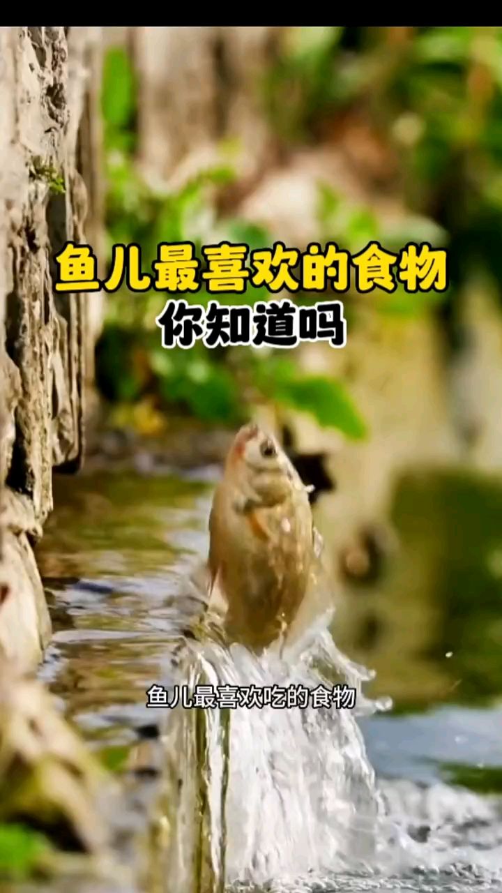鱼最喜欢吃的食物你知道吗?
