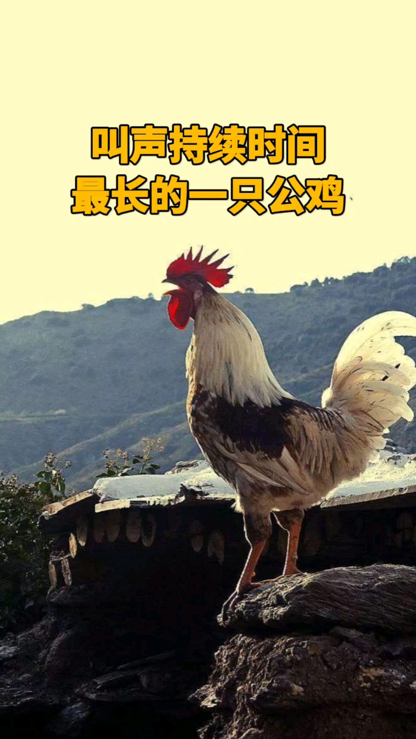 这可能是世界上叫声时间持续最长的公鸡