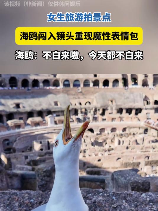 女生旅游拍景点,海鸥闯入镜头重现魔性表情包,真是没白来