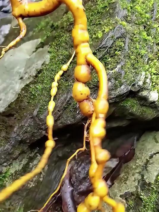 这些参你们都认识吗