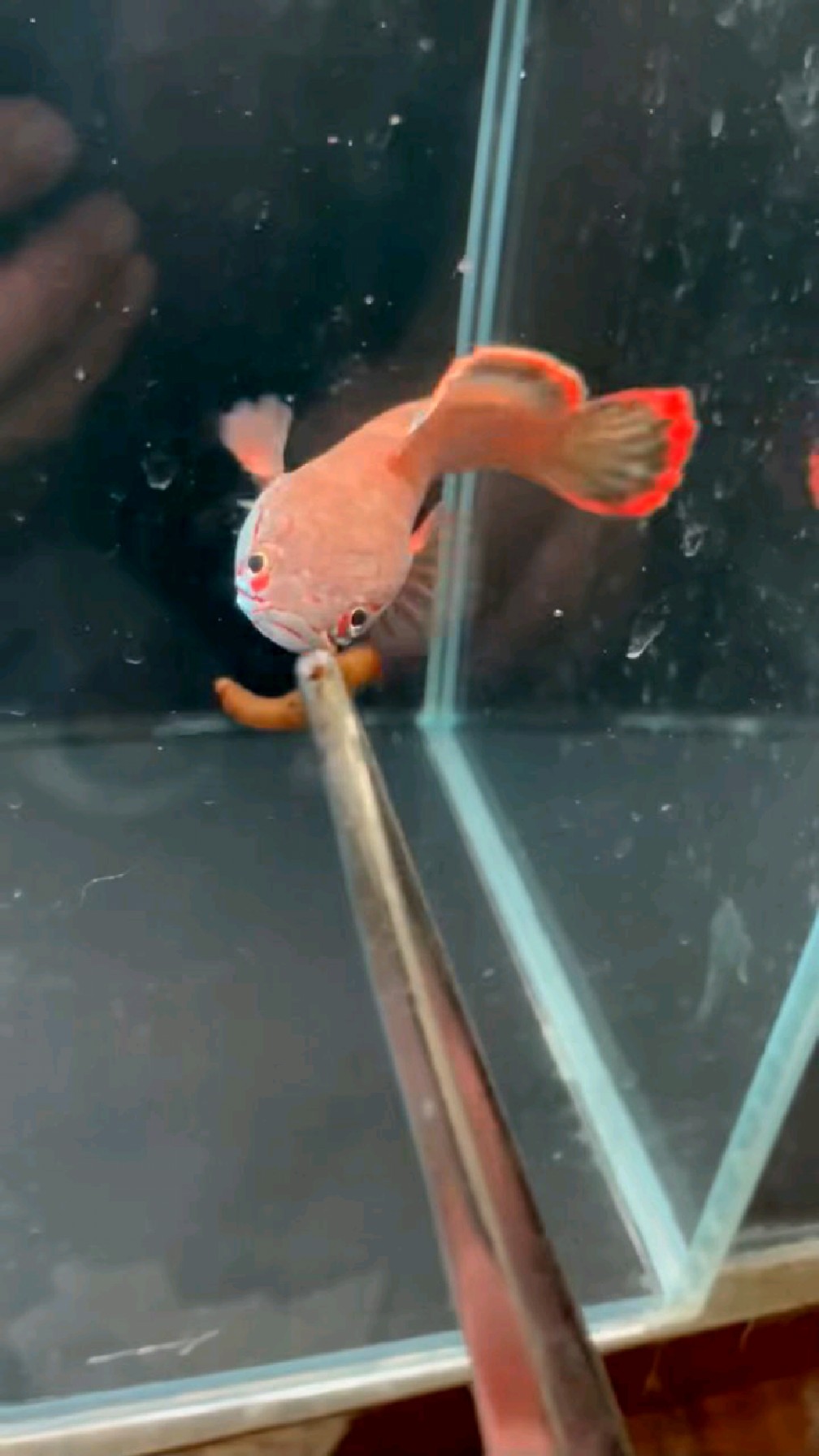 血斑一型雷龙鱼12-13cm极品血脸大火焰尾公鱼