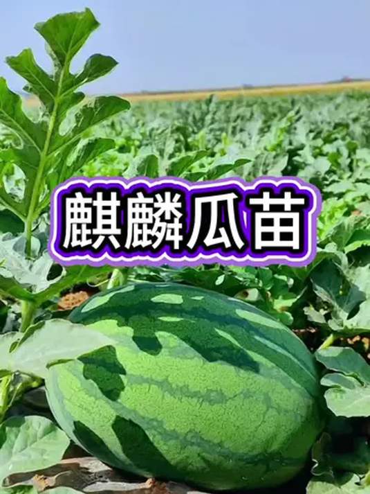 春季种西瓜苗 8424 麒麟瓜 南方露天盆栽 高产早熟秘籍