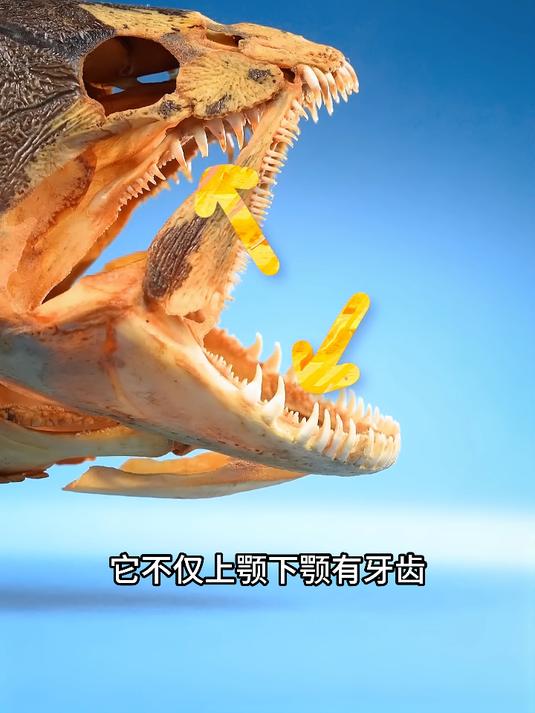 原来牙齿最多的鱼，竟然不是鲨鱼？