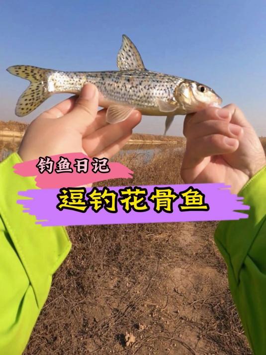 长杆短线逗钓,竟然花骨鱼青稍连竿了