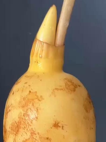 第一次见长这样的藕，莲藕怎么炒清脆爽口不发黑？教你一招