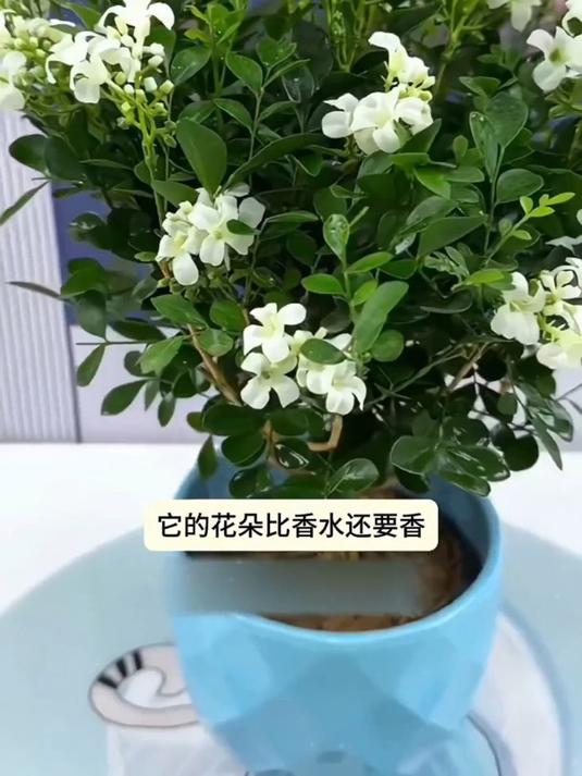 九里香盆栽绿植,冬季桌面阳台四季开花,浓香好养!