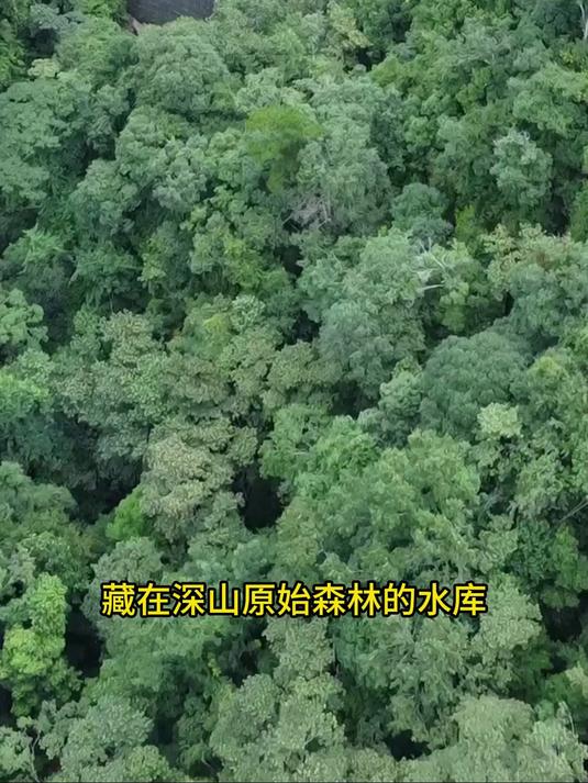 探钓原始森林水库第五集，深山老林几十年没干的水库会有什么鱼？