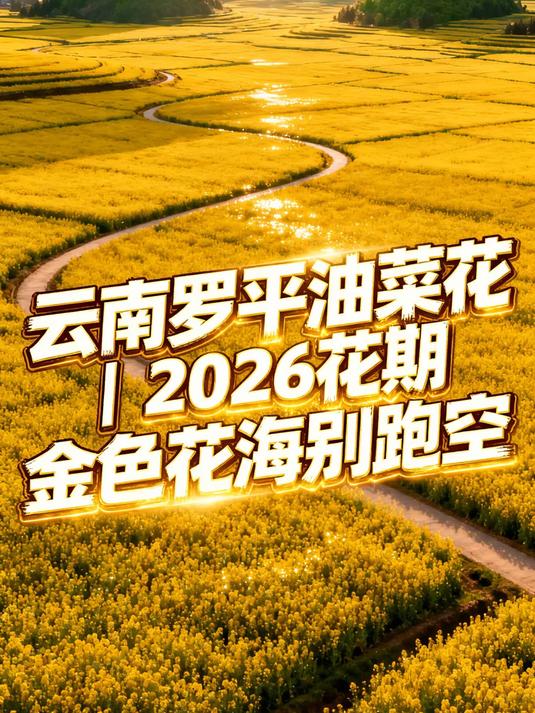 云南罗平油菜花|2026花期,金色花海别跑空