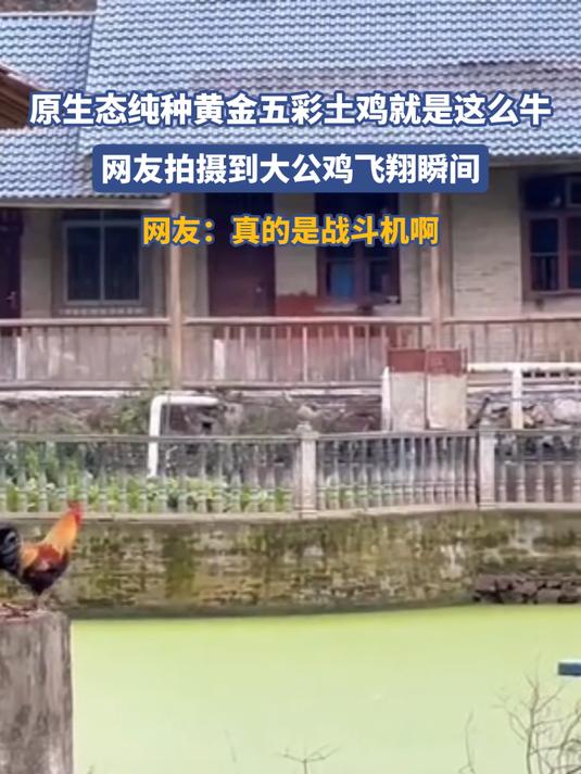 原生态纯种黄金五彩土鸡就是这么牛,网友拍摄到大公鸡飞翔瞬间