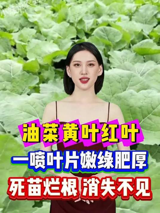 油菜黄叶红叶咋办?一喷解决,死苗烂根不再有