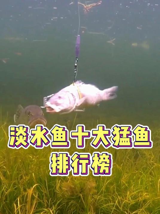 淡水鱼十大猛鱼排行榜