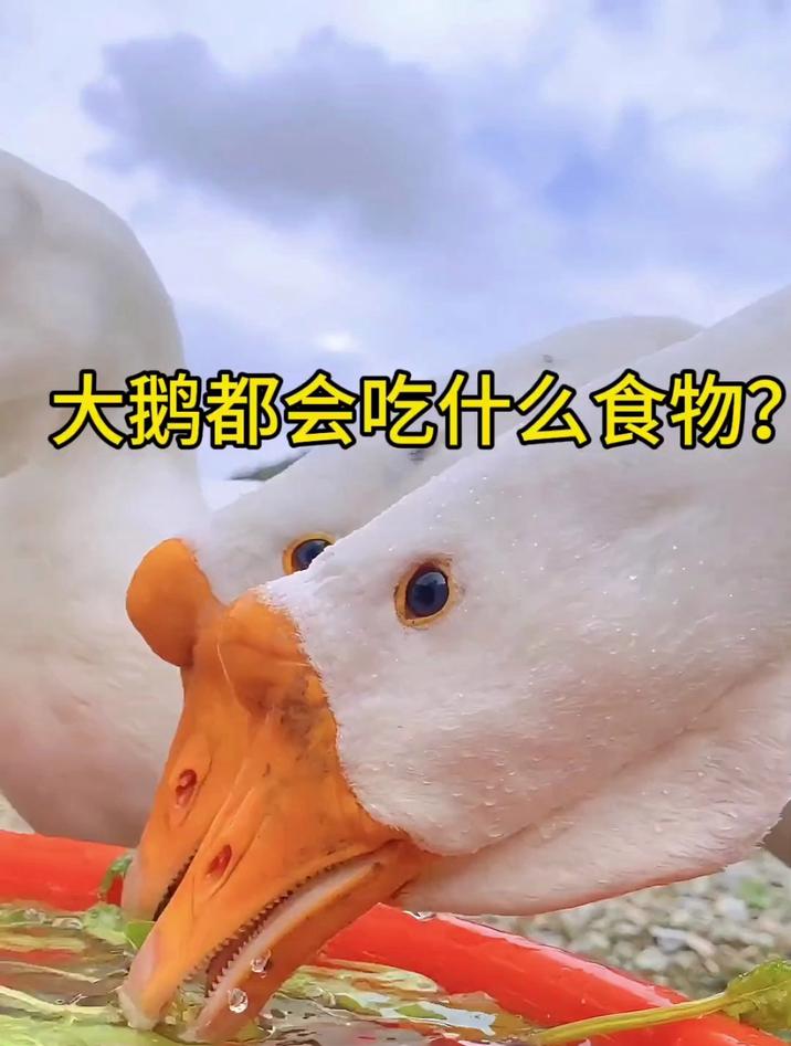 大鹅都喜欢吃什么食物?