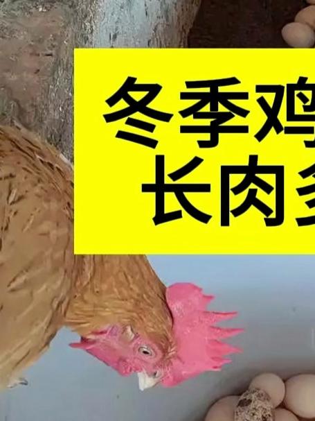 冬季鸡鸭鹅吃啥，长肉多下蛋多