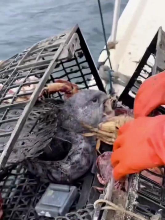 这是渔民在大海深处捕鱼时,竟然在海中遇到了这个生物,太奇怪了