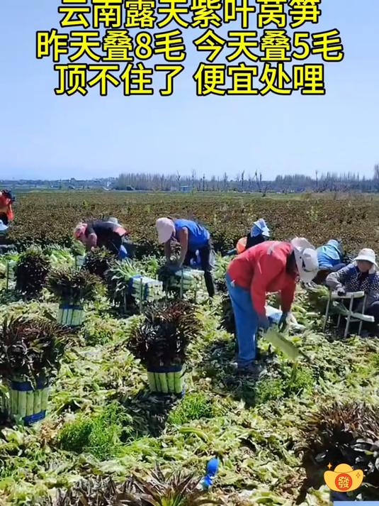 云南高山紫叶莴笋比一般的莴笋水分更足不空心拿来炒肉煲汤特别的香