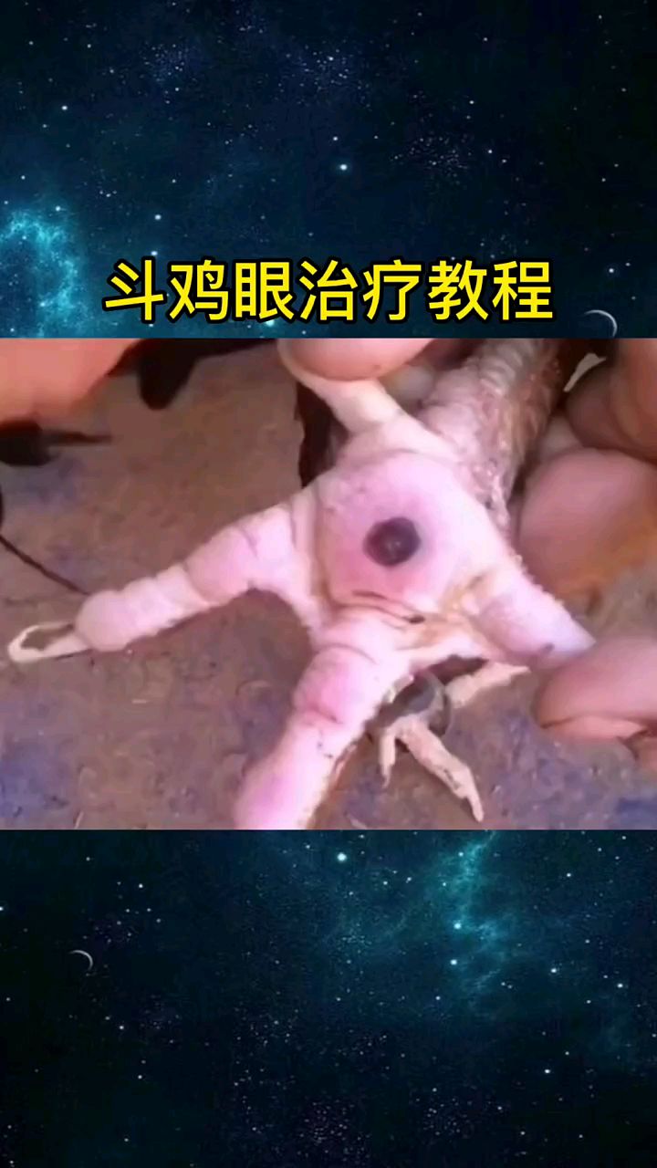 斗鸡长了鸡眼教你一招搞定